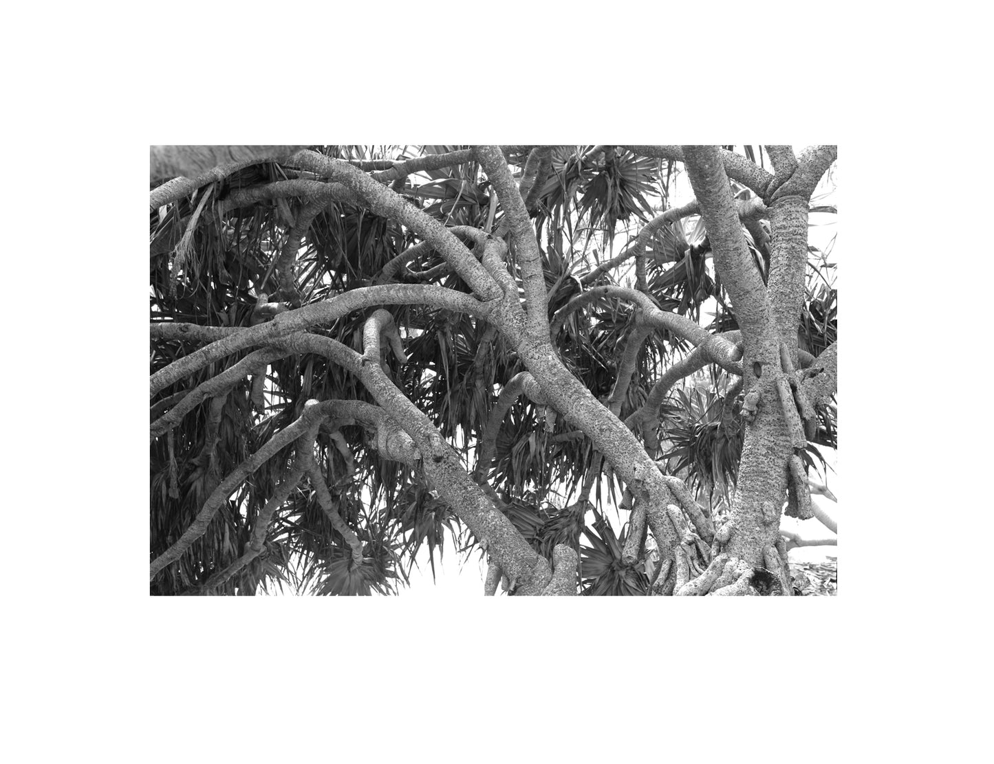 YUCCAS