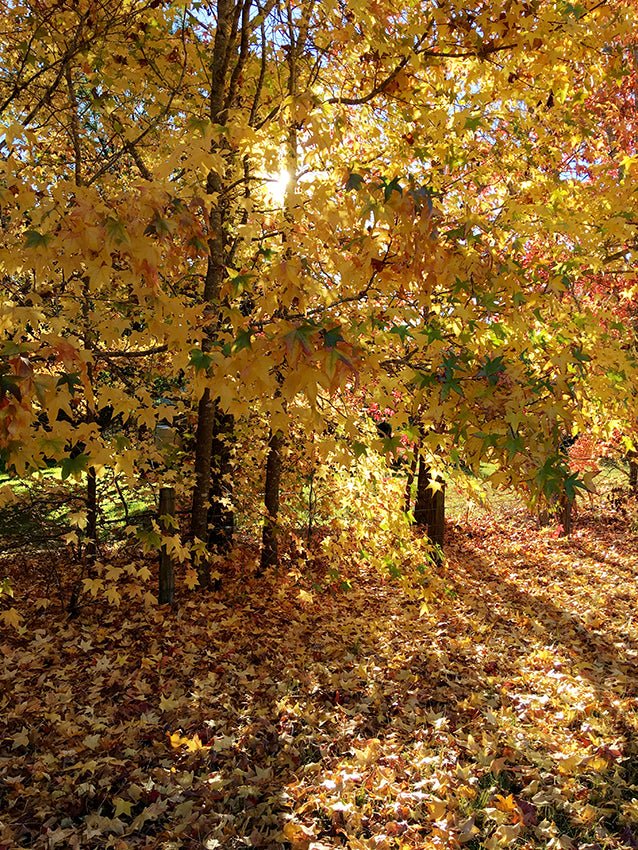 FALLING LEAVES