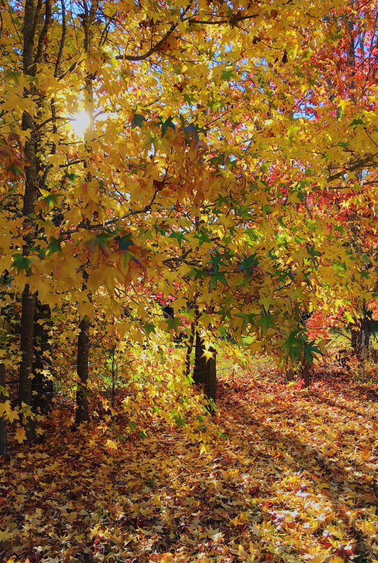 FALLING LEAVES