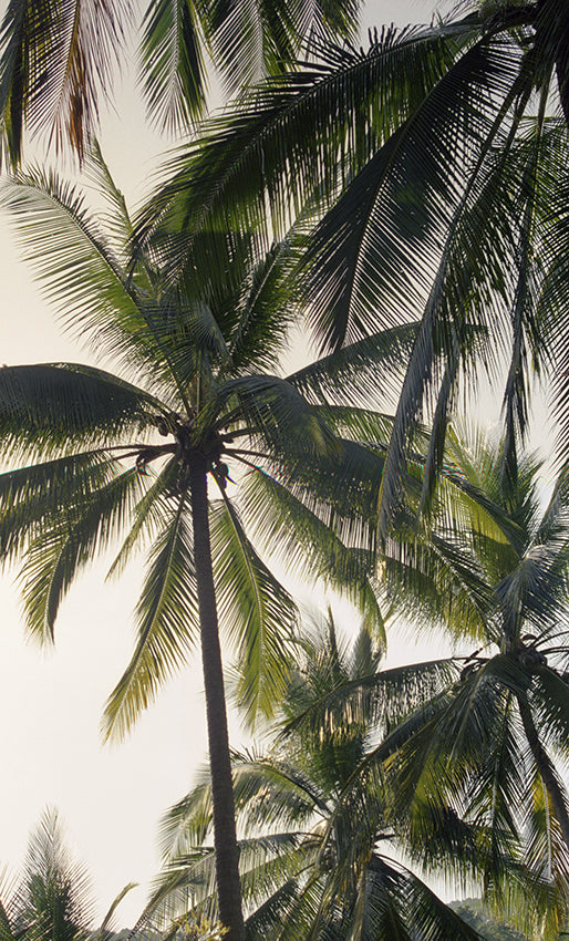 SAMUI PALMS