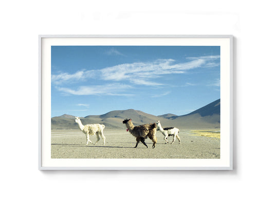 LLAMAS ANDES